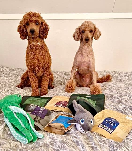 Tassboxen - Månadsbox för hundar