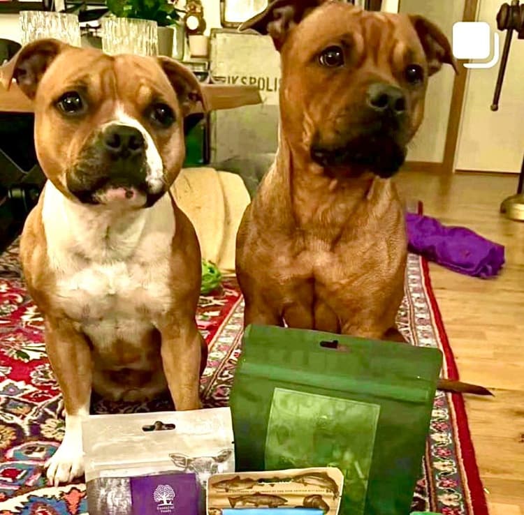 Tassboxen - Månadsbox för hundar