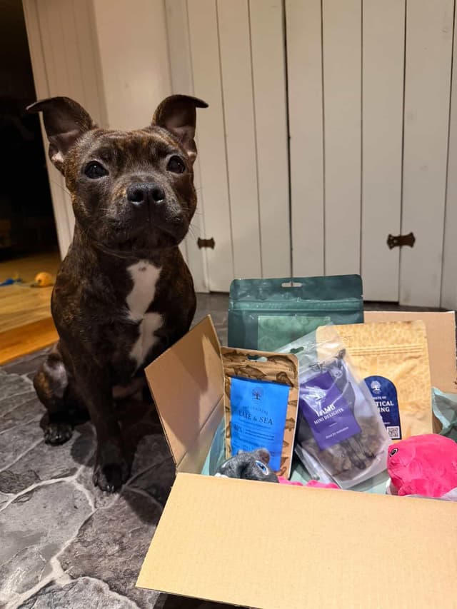 Hund som fått en Tassbox