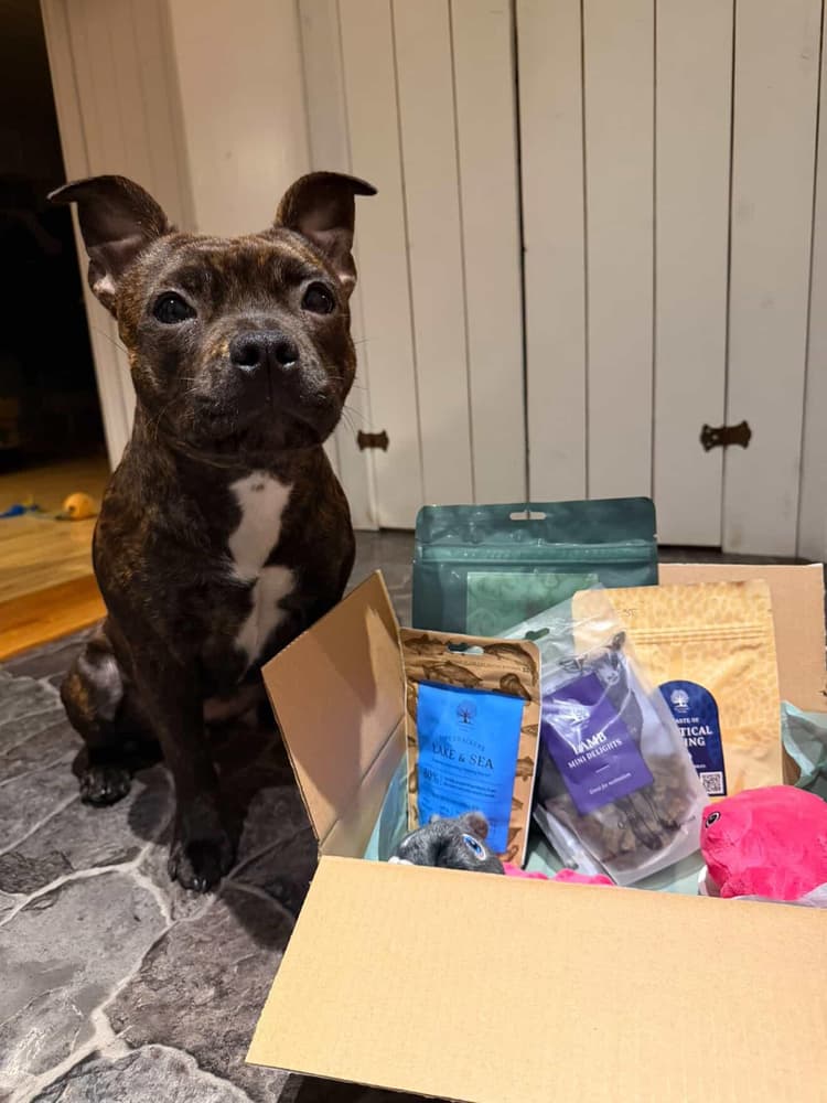 Tassboxen - Månadsbox för hundar