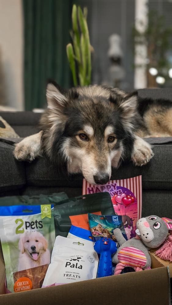 Tassboxen - Månadsbox för hundar