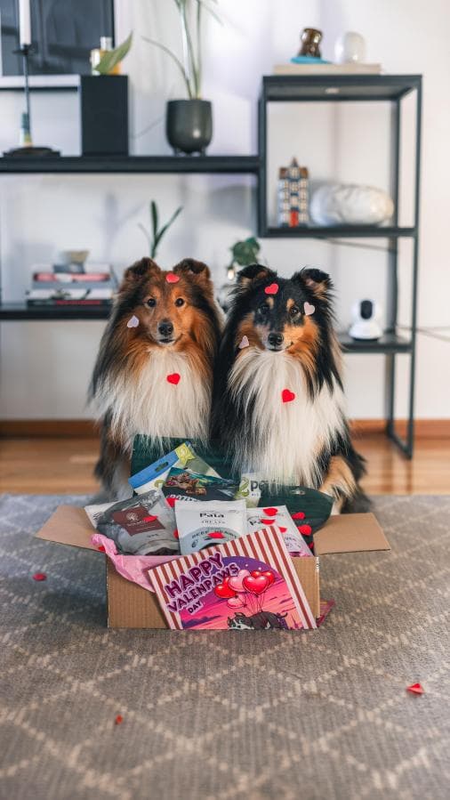 Hund som fått en Tassbox