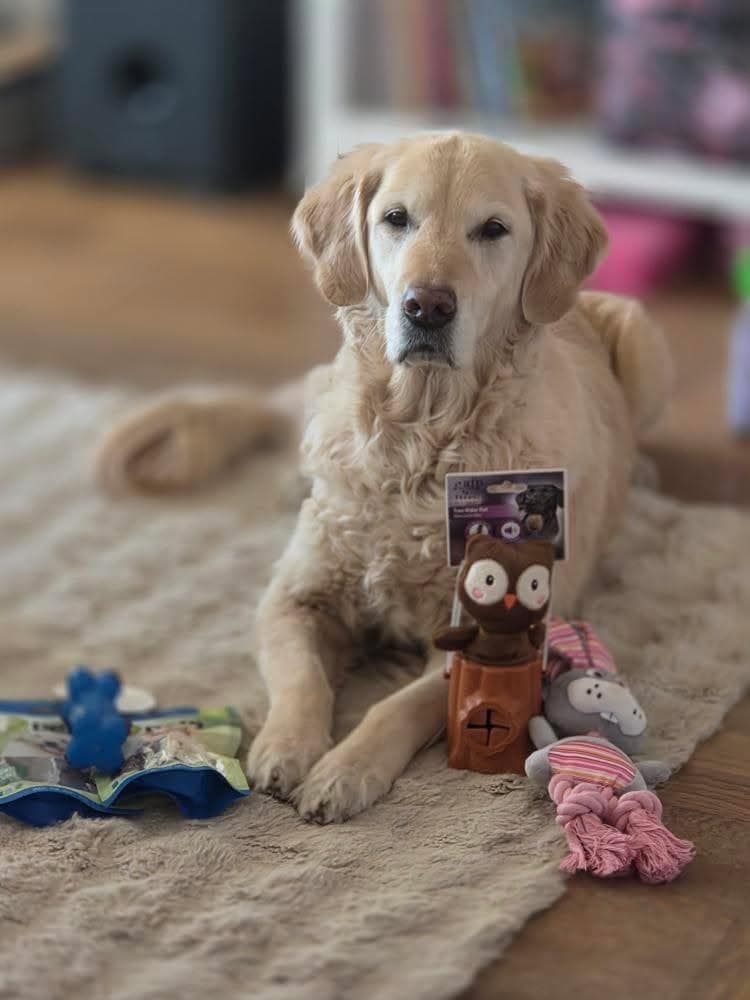 Tassboxen - Månadsbox för hundar