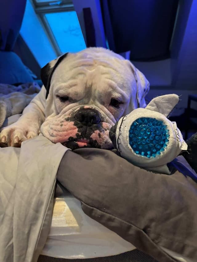 Hund som fått en Tassbox