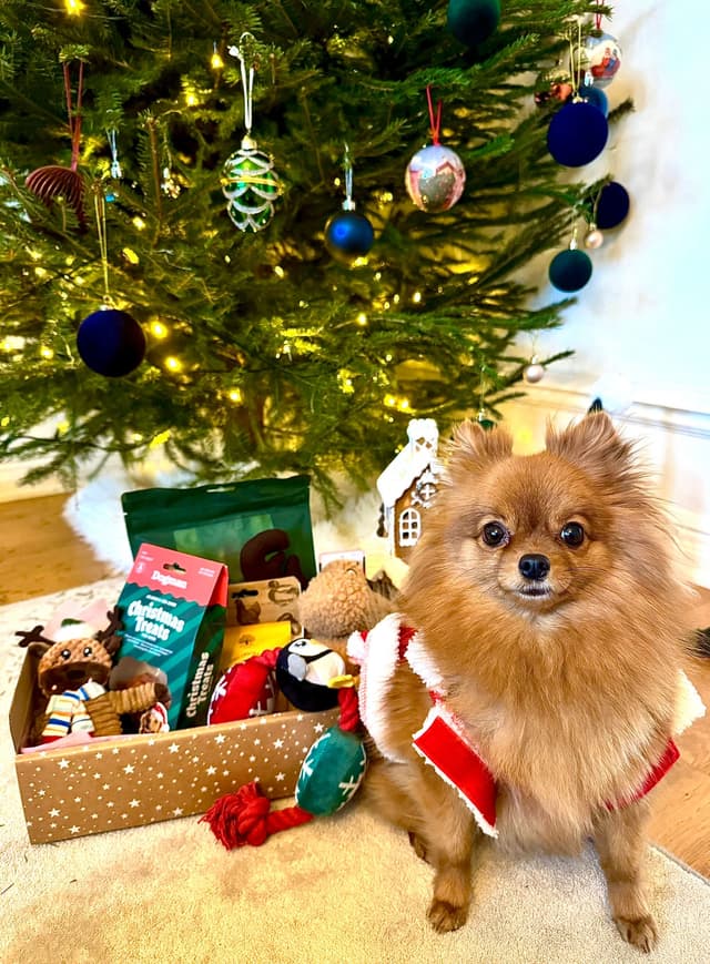 Hund som fått en Tassbox