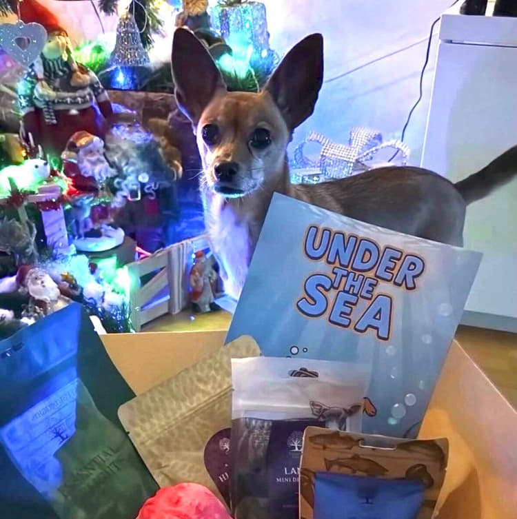 Tassboxen - Månadsbox för hundar