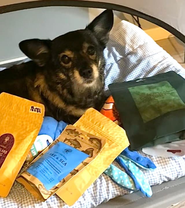 Hund som fått en Tassbox