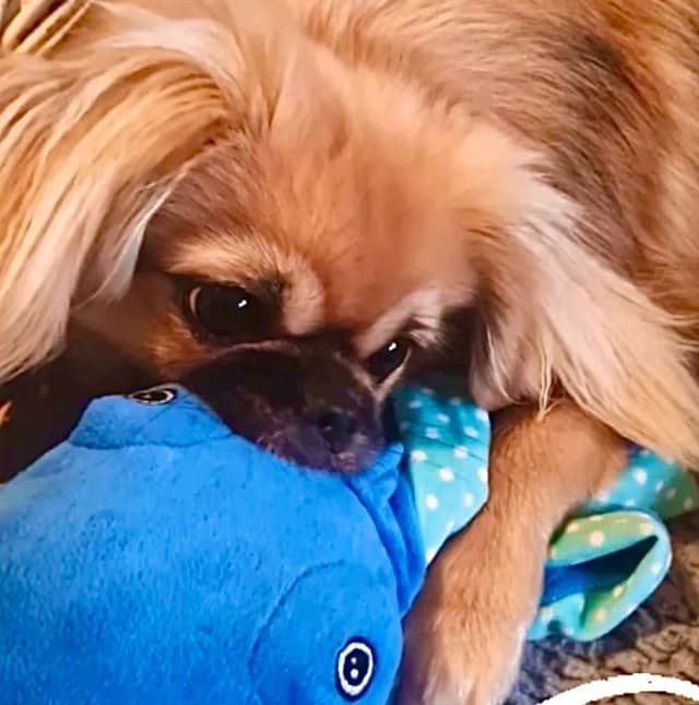 Hund som fått en Tassbox