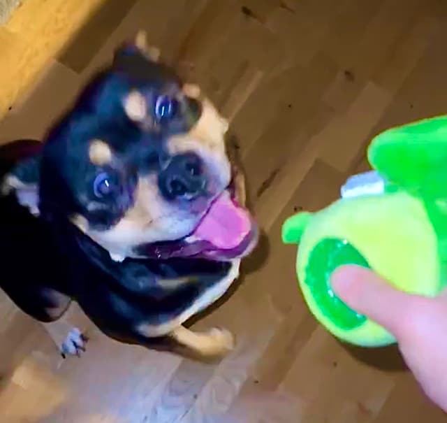 Hund som fått en Tassbox