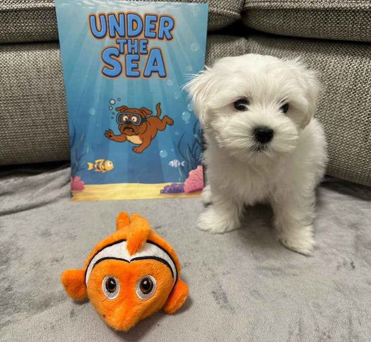 Tassboxen - Månadsbox för hundar